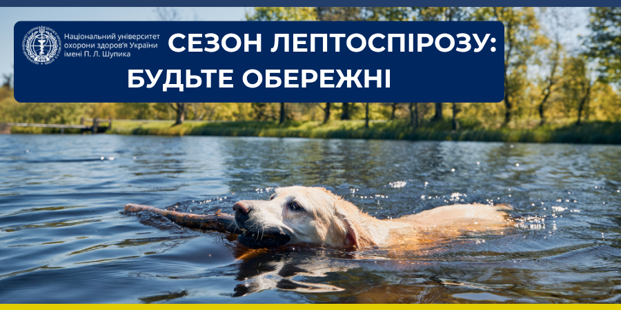 Сезон лептоспірозу: як захистити себе від небезпечної інфекції
